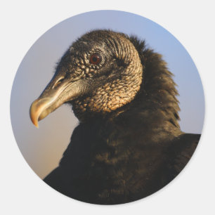 Sticker Rond vautour