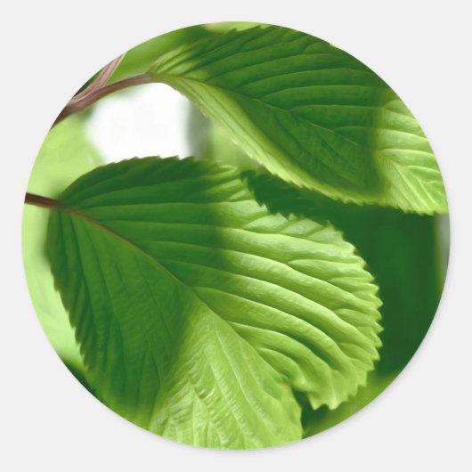 Sticker Rond Vert feuilles (Devant)
