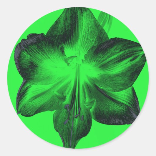 Sticker Rond Vert foncé sur vert clair Amaryllis (Devant)