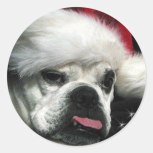 Sticker Rond Vieux Noël anglais de bouledogue