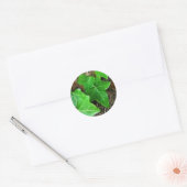 Sticker Rond Vin d'ivoire sur palmier 5 (Enveloppe)