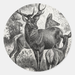 Sticker Rond Vintage 1800s Red Deer Illustration Stag Doe Fawn