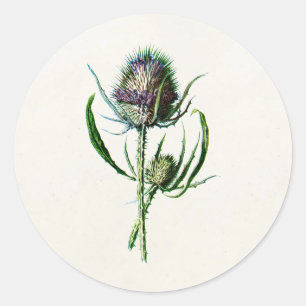 Sticker Rond Vintage 1902 Vielle fleur sauvage de chardon écoss