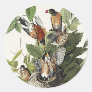 Sticker Rond Vintage Audubon Merle d'Amérique Art du Nid d'Oise