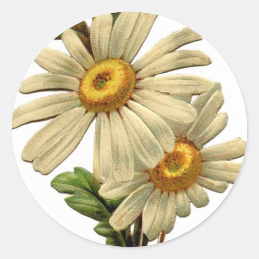 Sticker Rond Vintage Daisy (Devant)