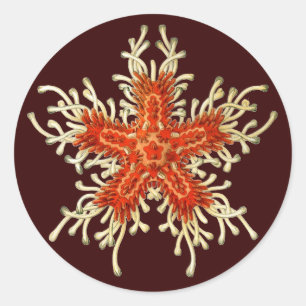 Sticker Rond Vintage Ernst Haeckel