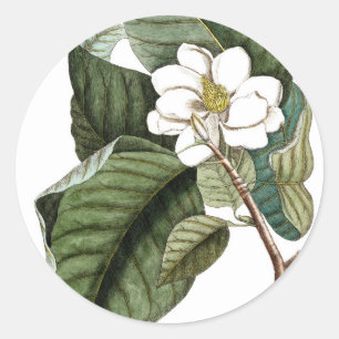 Sticker Rond Vintage Magnolia #10 Cadeau d'art botanique pour e