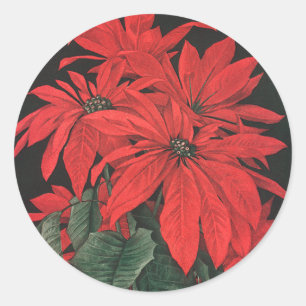 Sticker Rond Vintage Noël Rouge Poinsettia fleurs Plantes