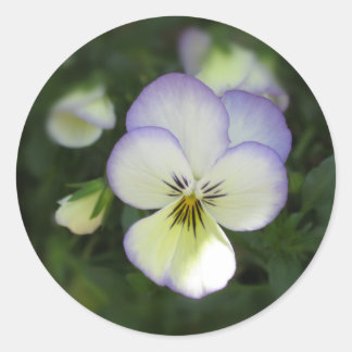 Sticker Rond Viola Pansy ~ Crème lavande
