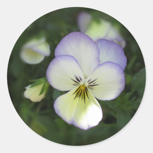 Sticker Rond Viola Pansy ~ Crème lavande (Devant)