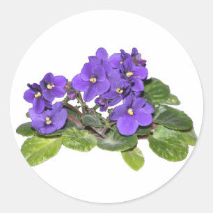 Sticker Rond Violet africain