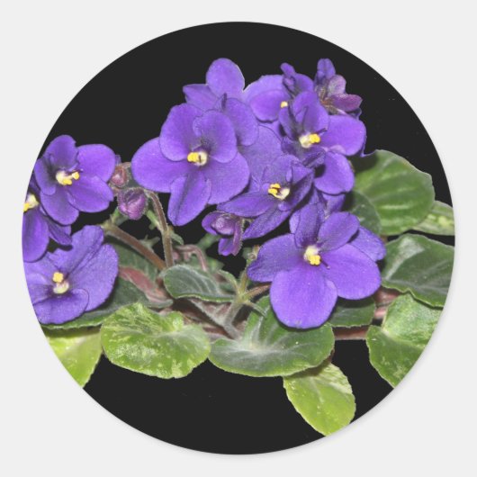 Sticker Rond Violet africain (Devant)