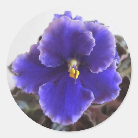 Sticker Rond Violet africain en floraison (Devant)