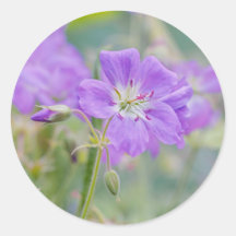 Violet Geranium Fleur sauvage Dreamy Nature Photo