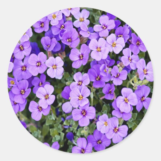 Sticker Rond Violets (Devant)