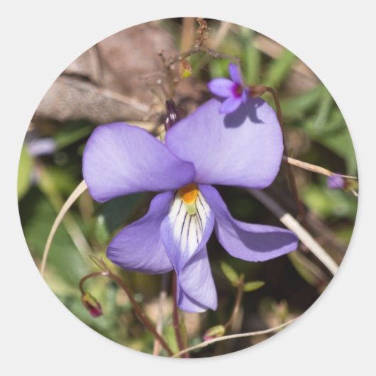 Sticker Rond Violette à pieds d'oiseau avec bluets (Devant)