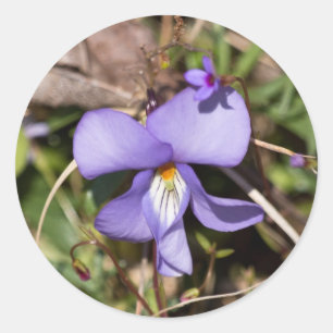 Sticker Rond Violette à pieds d'oiseau avec bluets