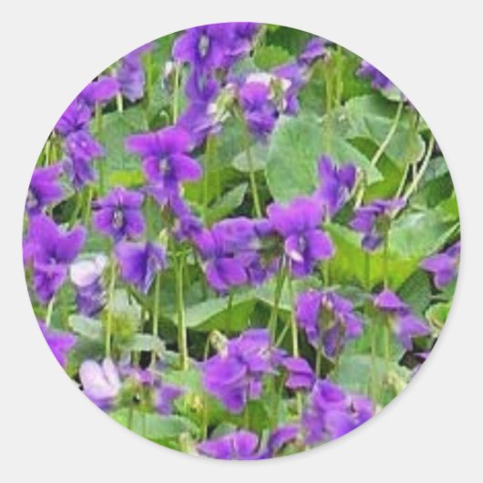 Sticker Rond Violettes en bois du Wisconsin (Devant)