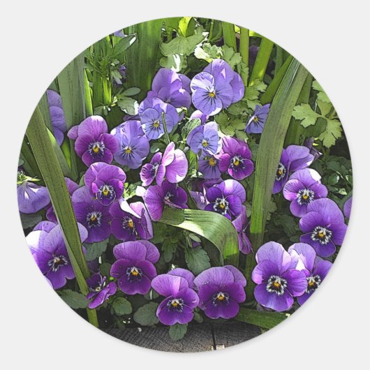 Sticker Rond Violettes violettes (Devant)