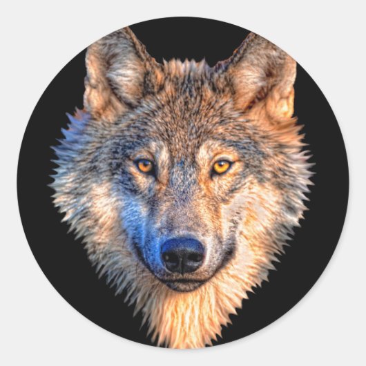 Sticker Rond Visage animal loup. Tête de loup gris effrayant (Devant)