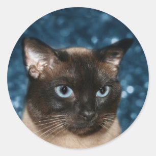 Sticker Rond Visage de chat siamois