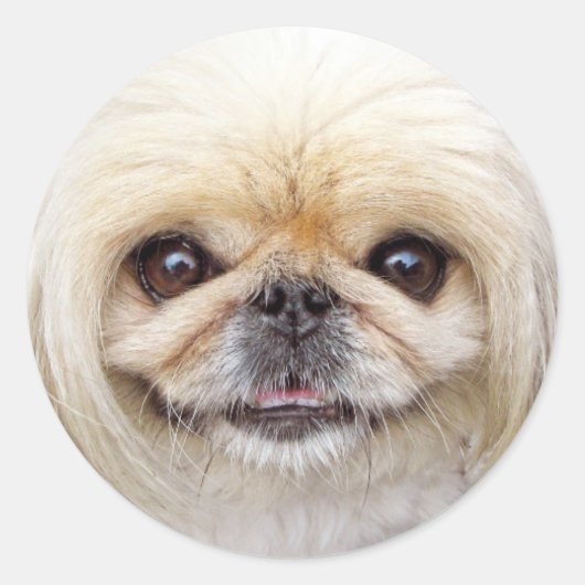 Sticker Rond Visage de chien Pekingese (Devant)