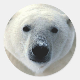 Sticker Rond Visage de l'ours polaire
