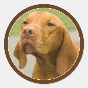 Sticker Rond Vizsla