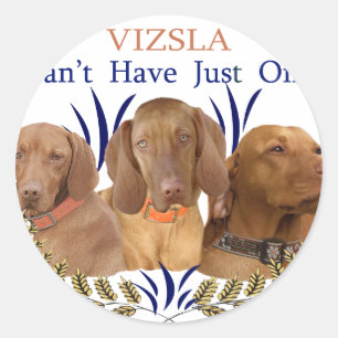 Sticker Rond Vizsla ne peut pas avoir un seul produit
