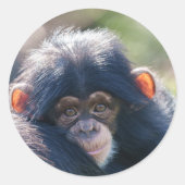Sticker Rond Voyage du bébé chimpanzé (Devant)