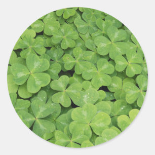 Sticker Rond Vue d'Oxalis Oregana feuillage d'oseille des bois