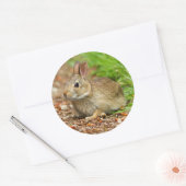 Sticker Rond WA, Redmond, East Cottontail bébé lapin (Enveloppe)