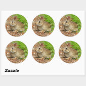 Sticker Rond WA, Redmond, lapin bébé à queue blanche (Feuille)