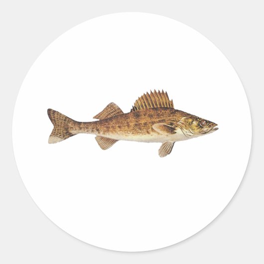 Sticker Rond Walleye Art (Devant)