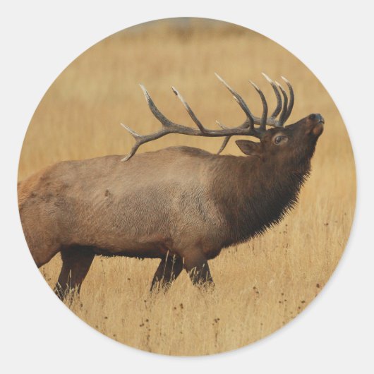 Sticker Rond wapiti (Devant)
