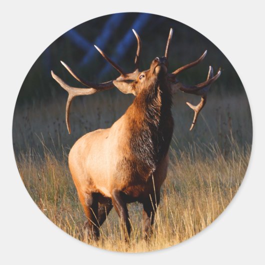 Sticker Rond wapiti (Devant)