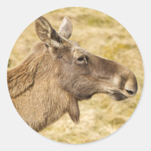 Sticker Rond wapiti eurasien
