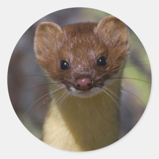 Sticker Rond Weasel à longue queue (Devant)