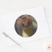 Sticker Rond Weasel à longue queue (Enveloppe)