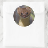 Sticker Rond Weasel à longue queue (Sac)