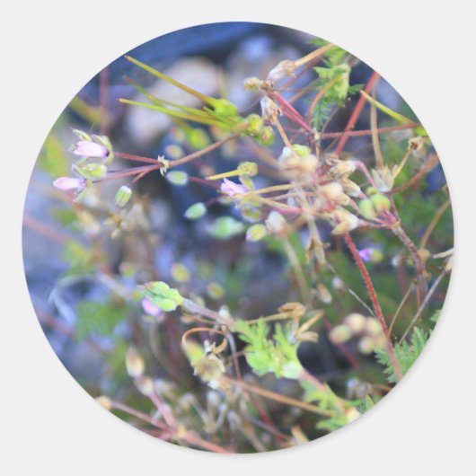 Sticker Rond Weeds (Devant)