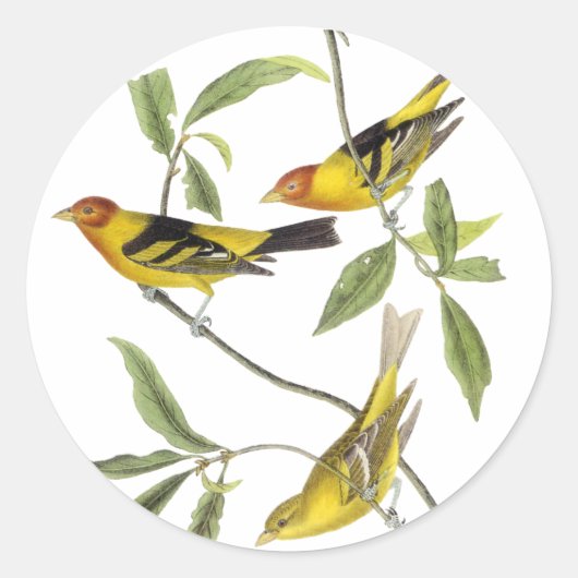 Sticker Rond Western Tanager - John James Audubon (Devant)