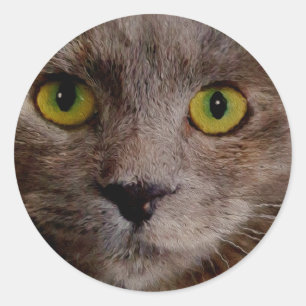 Sticker Rond "Whiskers d'or : un chaton Brown dans la peinture