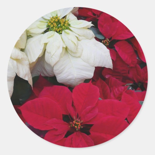 Sticker Rond White and Red Poinsettias (Devant)