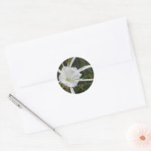 Sticker Rond White Beach Spider Lily Lys Photo Fleur (Enveloppe)