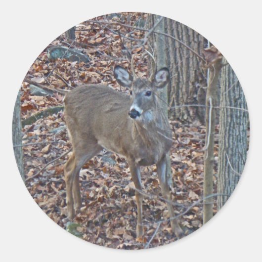 Sticker Rond Whitetail Deer Spike Buck Series (Devant)