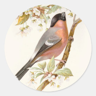 Sticker Rond Wild familial BIRDs Swaysland Great Bullfinch