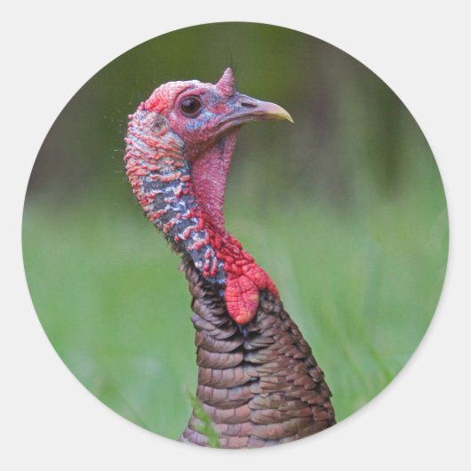 Sticker Rond Wild Tom (Devant)