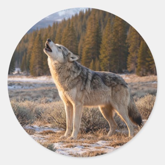Sticker Rond Wildlife Howling Gray Wolf Wilderness Scene (Devant)