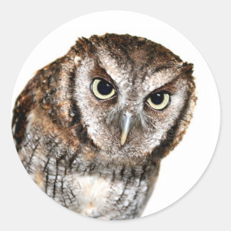 Sticker Rond Wise Owl